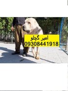 سگ های الابای روسی با ضمانت در امیریه در گروه سگ و گربه در یکمیوه