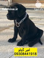 کن کورسو انتخابی ویژه برای نگهبانی در بوئین زهرا در گروه سگ و گربه در یکمیوه