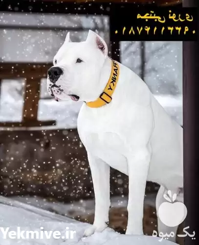 فروش سگ داگو ارژانتینو وارداتی توله در تهران در گروه سگ و گربه در یکمیوه -عکس1