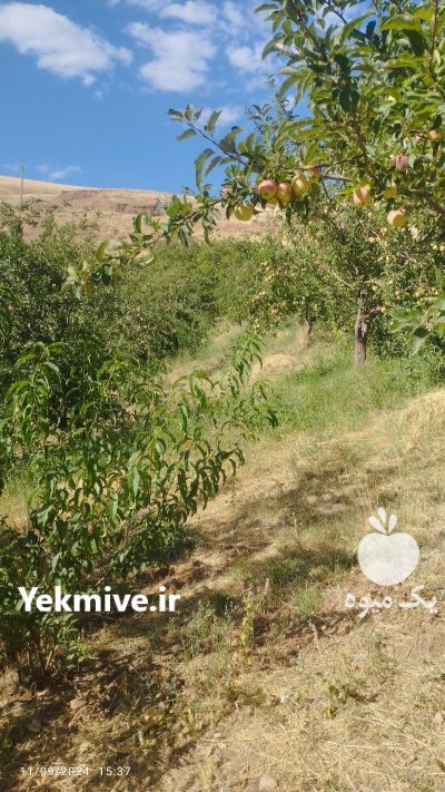 سیب زیر درختی در بروجرد در گروه خرید و فروش سیب در یکمیوه -عکس1