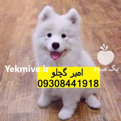 خرید فروش سگ سامویید سگ در زنجان در گروه سگ و گربه در یکمیوه -عکس1