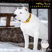 فروش سگ داگو ارژانتینو وارداتی توله در تهران در گروه سگ و گربه در یکمیوه