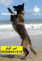 سگ های مالینویز باهوش و قدرتمند در گروه سگ و گربه در یکمیوه