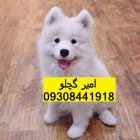 خرید فروش سگ سامویید سگ در زنجان در گروه سگ و گربه در یکمیوه