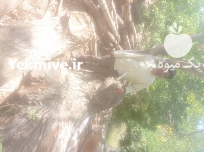 فروش چوب گردو سیاه قطر بالای 35 در سامان در گروه خرید و فروش انواع چوب در یکمیوه -عکس1