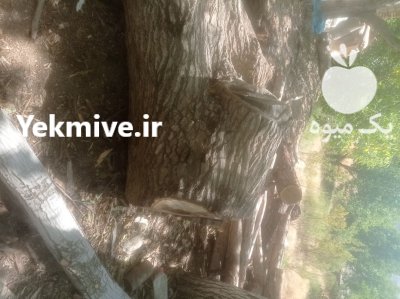 فروش چوب گردو سیاه قطر بالای 35 در سامان در گروه خرید و فروش انواع چوب در یکمیوه -عکس2