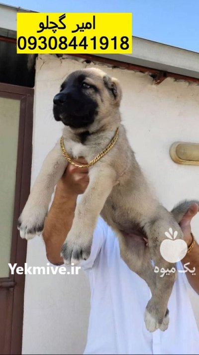 فروش دو قلاده توله سگ کانگال در سراب در گروه سگ و گربه در یکمیوه -عکس1