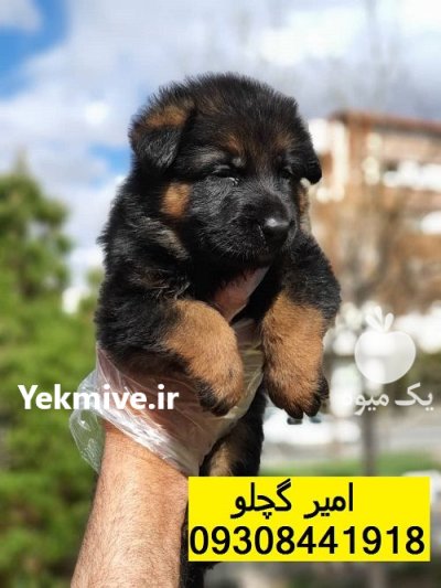 بزرگترین مرکز فروش توله ژرمن اصیل در ماهدشت در گروه سگ و گربه در یکمیوه -عکس1