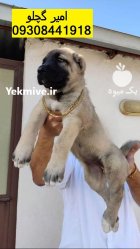 فروش دو قلاده توله سگ کانگال در سراب در گروه سگ و گربه در یکمیوه