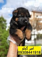 بزرگترین مرکز فروش توله ژرمن اصیل در ماهدشت در گروه سگ و گربه در یکمیوه