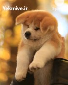 خرید و فروش سگ اکیتا ژاپنی در گروه سگ و گربه در یکمیوه