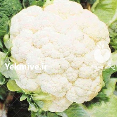 بذر گل کلم کارن سینجنتا در گتوند در گروه خرید و فروش بذر صیفی جات در یکمیوه -عکس1