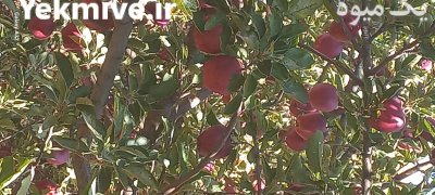 فروش سیب زیر درختی در گیوی در گروه خرید و فروش سیب در یکمیوه -عکس1