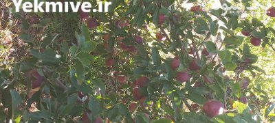 فروش سیب زیر درختی در گیوی در گروه خرید و فروش سیب در یکمیوه -عکس2