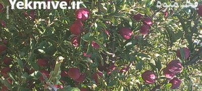 فروش سیب زیر درختی در گیوی در گروه خرید و فروش سیب در یکمیوه -عکس3