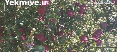 فروش سیب زیر درختی در گیوی در گروه خرید و فروش سیب در یکمیوه -عکس4
