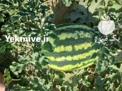 نیازمند حجره در همدان در گروه حجره در میدان تره بار در یکمیوه -عکس1