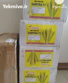 فروش بذر ذرت سمیرا در پارس آباد در گروه خرید و فروش بذر ذرت در یکمیوه
