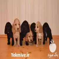 توله سگ کوکر اسپانیل خرید توله در تهران در گروه سگ و گربه در یکمیوه