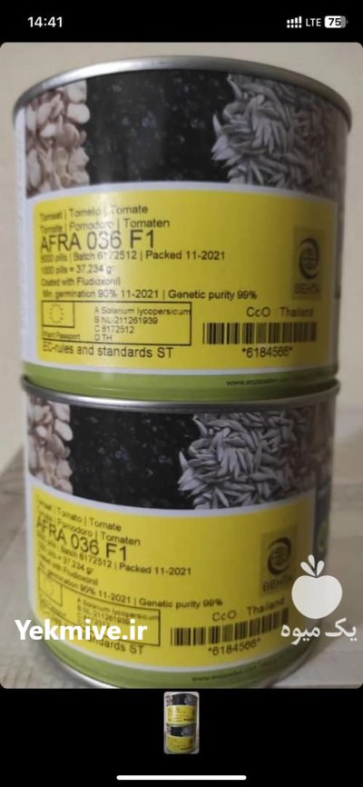 فروش بذر گوجه فرنگی افرا در بوشهر در گروه خرید و فروش بذر گوجه در یکمیوه -عکس1