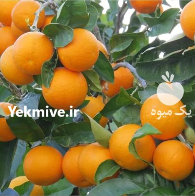 فروش پرتقال عمده یکجا سر درخت در قائم شهر در گروه خرید و فروش پرتقال در یکمیوه -عکس1