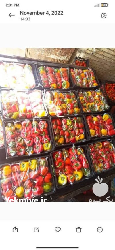 فروش فلفل دلمه ای در اصفهان در گروه خرید و فروش فلفل در یکمیوه -عکس1