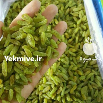 فروش کشمش سبز و طلایی کاشمر در گروه خرید و فروش آجیل در یکمیوه -عکس2
