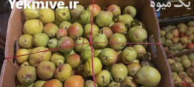 گلابی درگزی در مشهد در گروه خرید و فروش گلابی در یکمیوه -عکس1