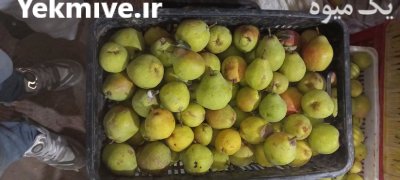 گلابی درگزی در مشهد در گروه خرید و فروش گلابی در یکمیوه -عکس2