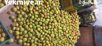 گلابی درگزی در مشهد در گروه خرید و فروش گلابی در یکمیوه -عکس3