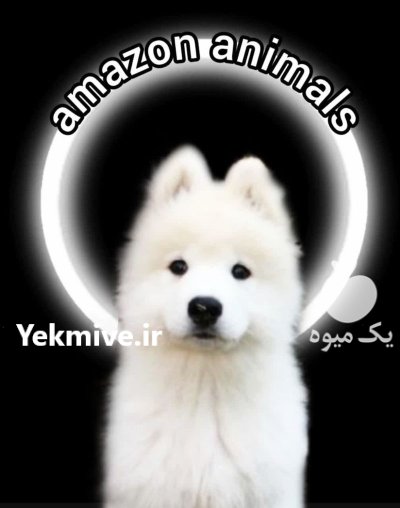 مرکز پرورش سگ سامویید توله سامویید در گروه سگ و گربه در یکمیوه -عکس1