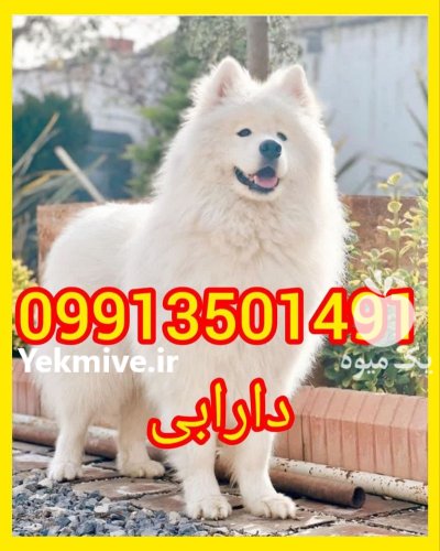 مرکز پرورش سگ سامویید توله سامویید در گروه سگ و گربه در یکمیوه -عکس2