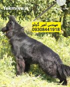 فروش توله سگ ژرمن فروش ژرمن در کرمانشاه در گروه سگ و گربه در یکمیوه