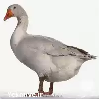 قیمت خرید تخم غاز نطفه دار در شیراز در گروه انواع تخم ها در یکمیوه