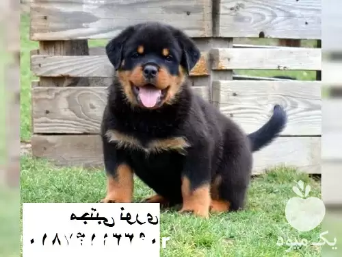 فروش ویژه سگ خانگی در کرج در گروه سگ و گربه در یکمیوه -عکس1