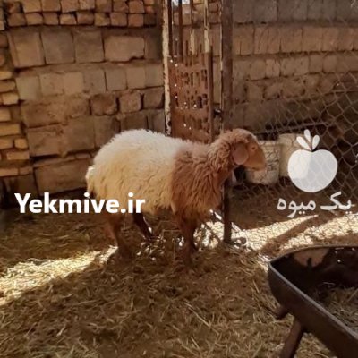 بره ماده آواسی در اصفهان در گروه گاو و گوسفند و میش و بز کهره گوساله در یکمیوه -عکس1