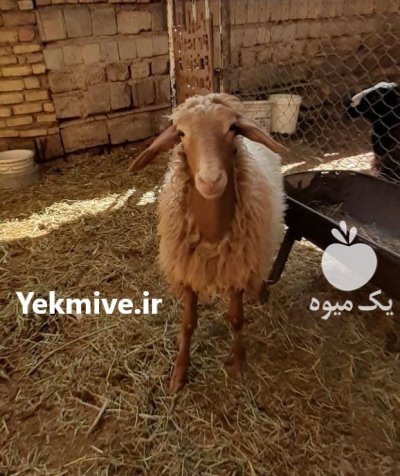 بره ماده آواسی در اصفهان در گروه گاو و گوسفند و میش و بز کهره گوساله در یکمیوه -عکس4