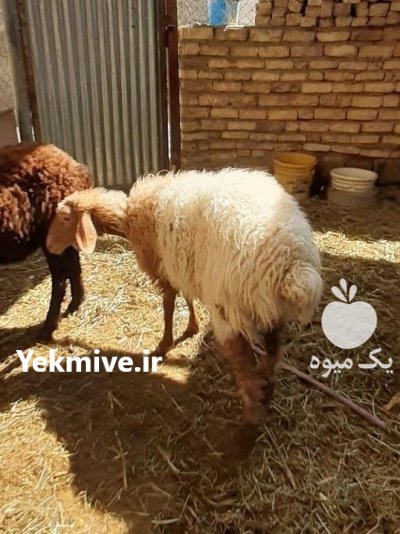 بره ماده آواسی در اصفهان در گروه گاو و گوسفند و میش و بز کهره گوساله در یکمیوه -عکس3
