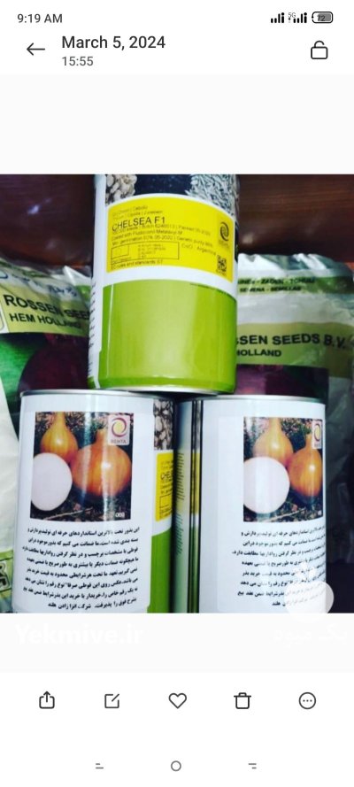 فروش بذر پیاز انزا چلسی در گروه خرید و فروش بذر پیاز در یکمیوه -عکس1