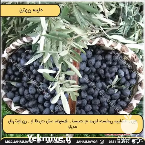 قیمت خرید نهال زیتون سیاه در ارومیه در گروه خرید و فروش نهال زیتون در یکمیوه -عکس1
