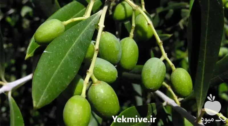 قیمت خرید نهال زیتون در ارومیه در گروه خرید و فروش نهال زیتون در یکمیوه -عکس1