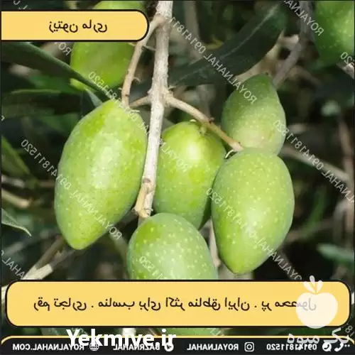 فروش زیتون ماری در ارومیه در گروه خرید و فروش زیتون در یکمیوه -عکس1