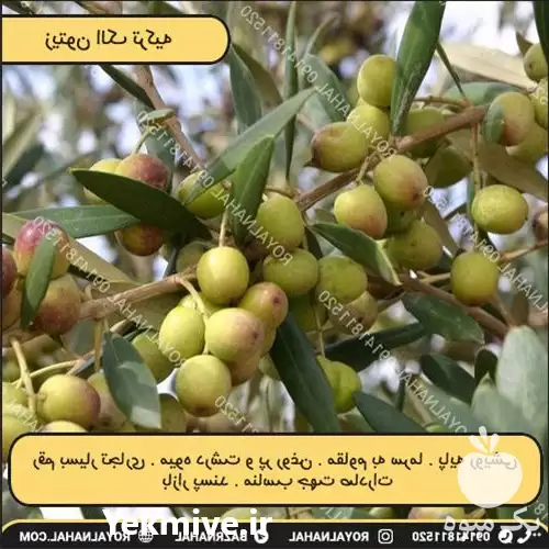فروش خرید نهال زیتون الک ترکیه در رشت در گروه خرید و فروش نهال زیتون در یکمیوه -عکس1