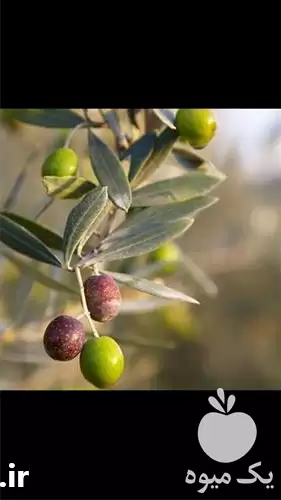 فروش نهال زیتون کرونایکی یونان گلدانی در ساری در گروه خرید و فروش نهال زیتون در یکمیوه -عکس1