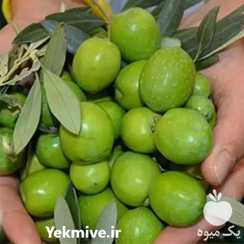 قیمت خرید نهال زیتون کنسروالیا در ساری در گروه خرید و فروش نهال زیتون در یکمیوه -عکس1