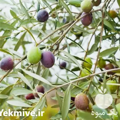 فروش عرضه نهال زیتون آمریکایی واریته در ساری در گروه خرید و فروش نهال زیتون در یکمیوه -عکس1
