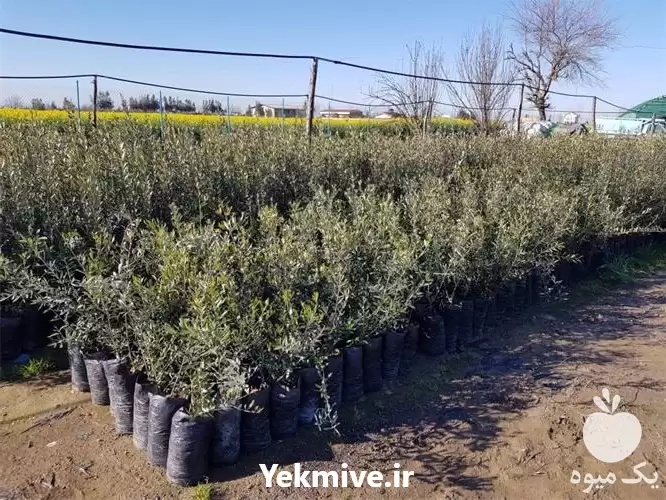 فروش عرضه نهال زیتون نژادی ماری در ساری در گروه خرید و فروش نهال زیتون در یکمیوه -عکس1