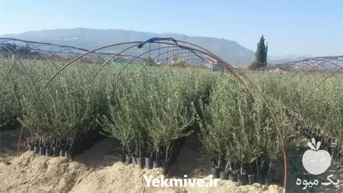 قیمت خرید انواع نهال زیتون در گروه خرید و فروش نهال زیتون در یکمیوه -عکس1