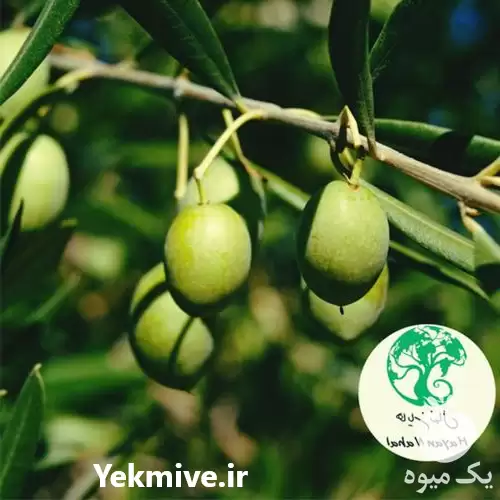 قیمت خرید نهال زیتون در ارومیه در گروه خرید و فروش نهال زیتون در یکمیوه -عکس1