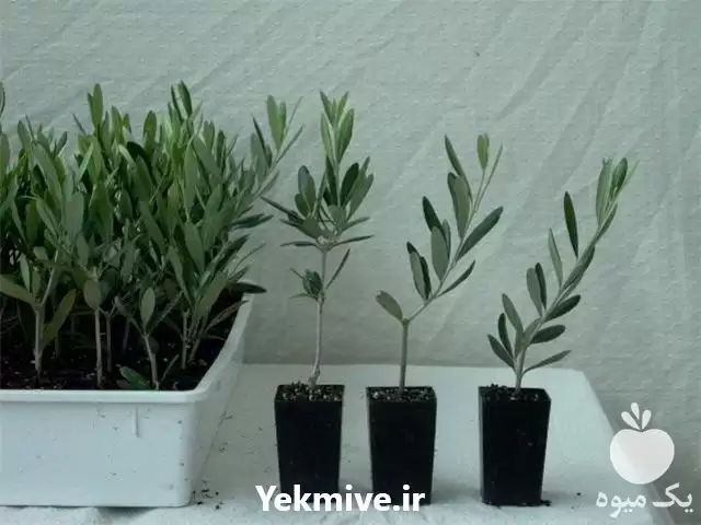 فروش بهترین تولید کننده نهال زیتون در کرج در گروه خرید و فروش نهال زیتون در یکمیوه -عکس1